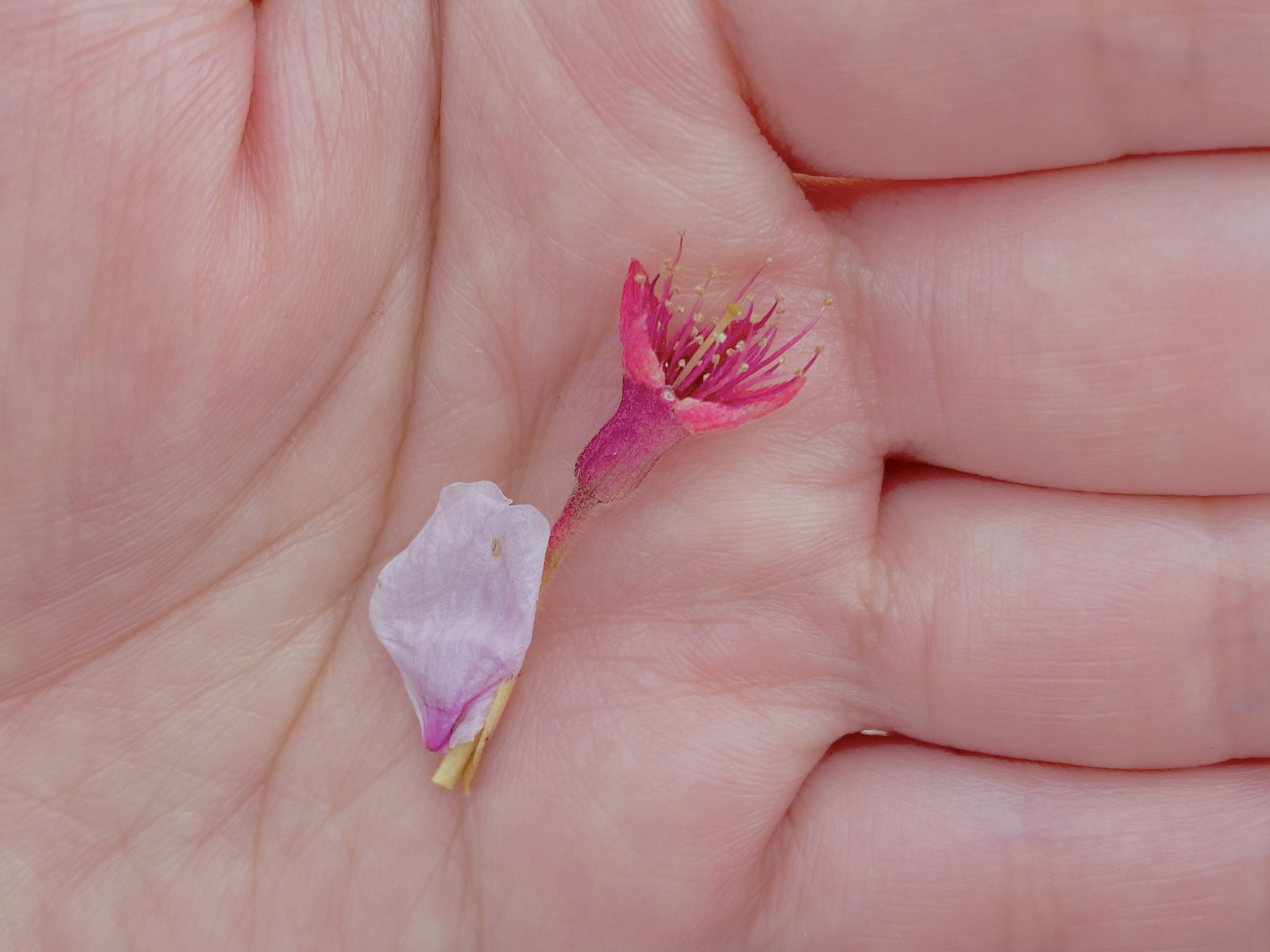 手のひらに置かれた小さな花